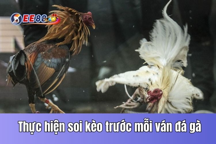 Thực hiện soi kèo trước mỗi ván đá gà trực tiếp